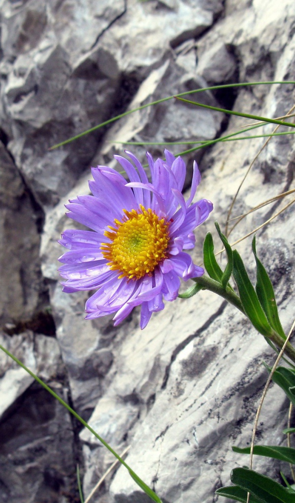 Синий цветок на камнях