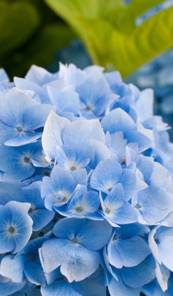 Голубые цветы и зеленые листья