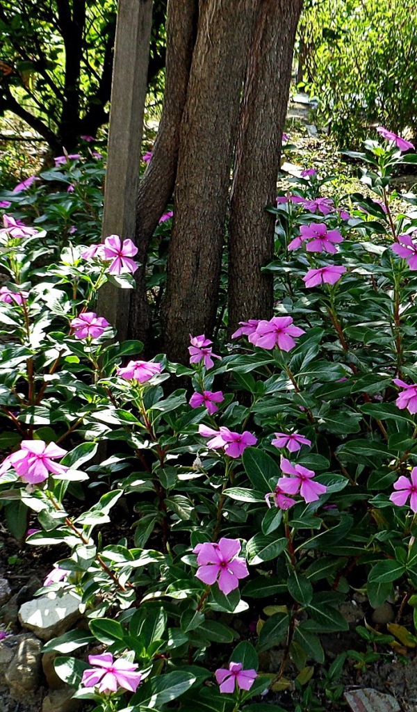 Синие цветы вокруг дерева