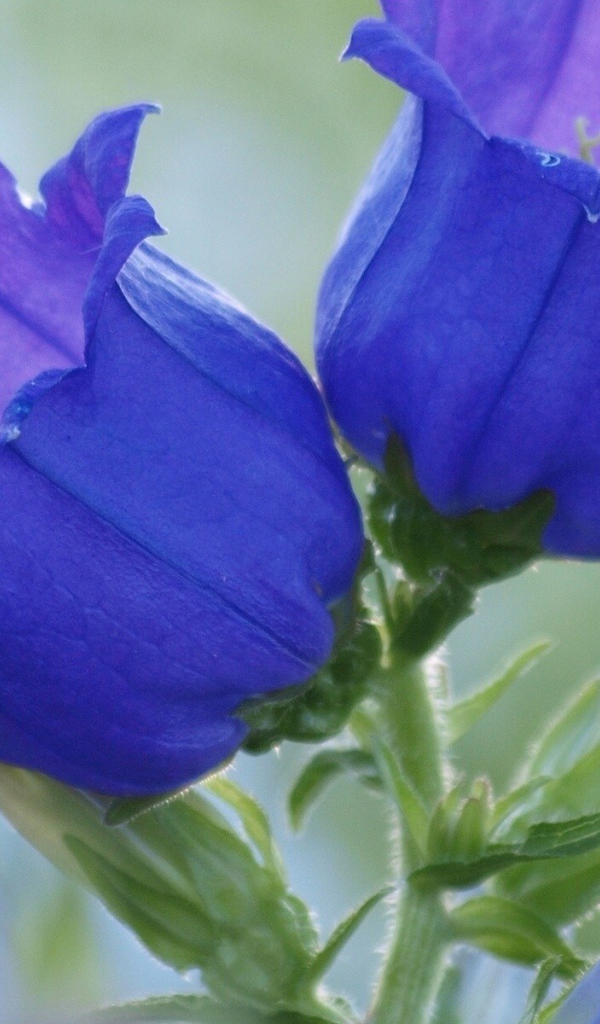 Синие цветы колокольчики