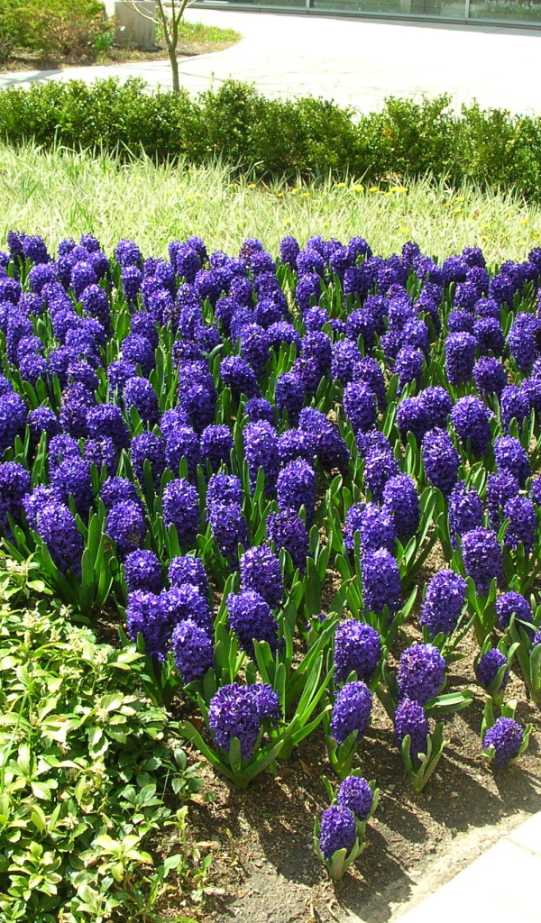 Цветы синие гиацинты расцвели на поляне