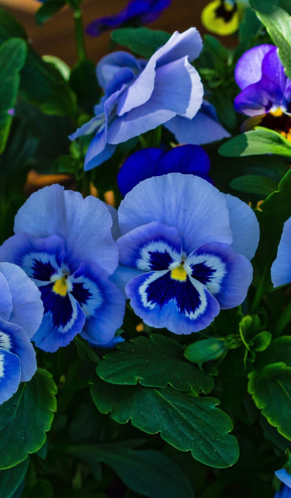 Голубые анютины глазки расцвели на поляне