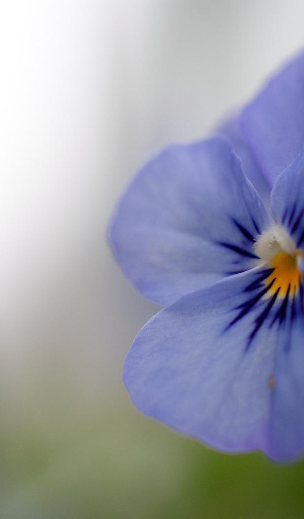 Голубой цветок анютины глазки