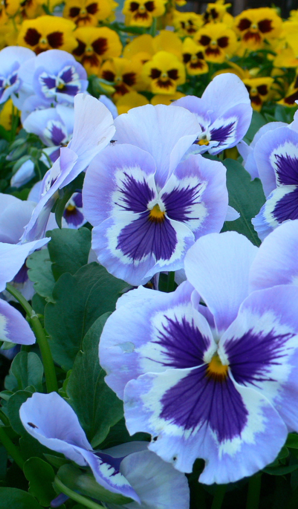 Голубые цветы анютины глазки на поляне