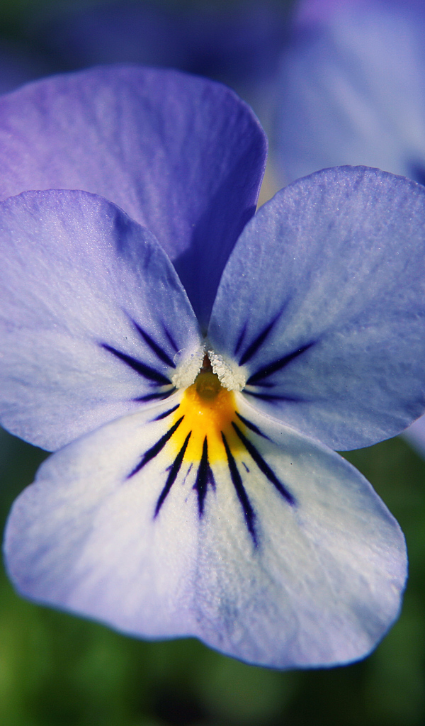 Голубые цветы анютины глазки в саду