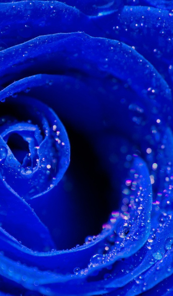 Синяя роза, сердцевина