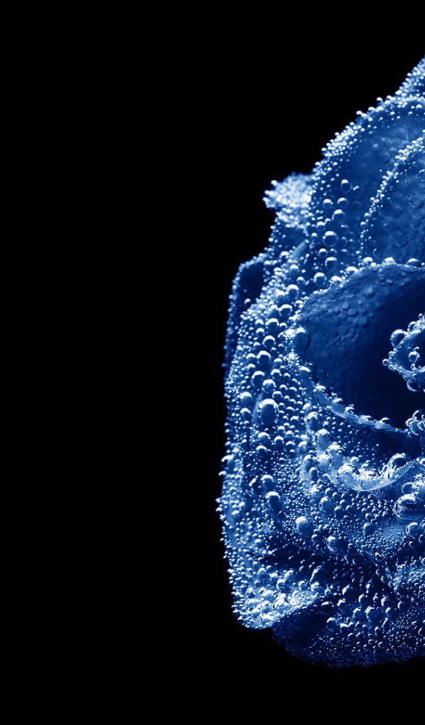 Синяя роза, погруженная в воду