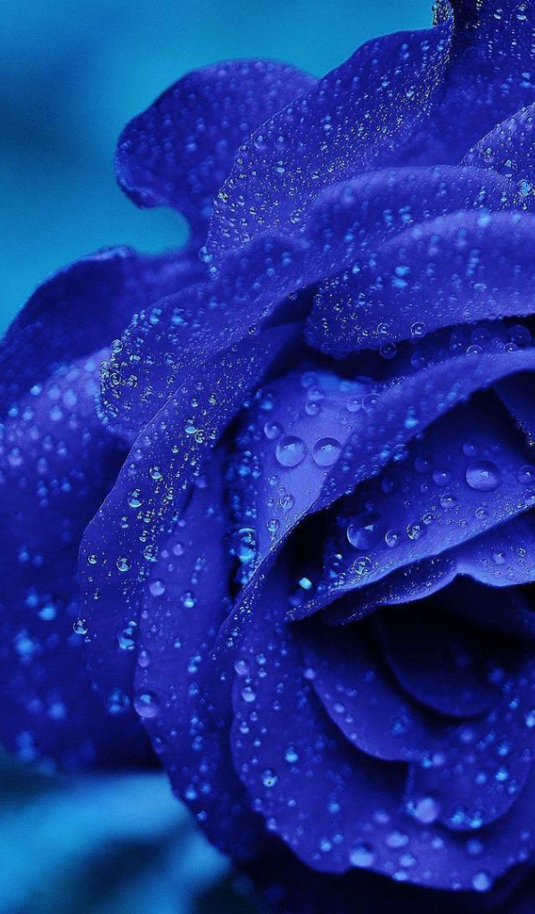 Синяя роза после проливного дождя