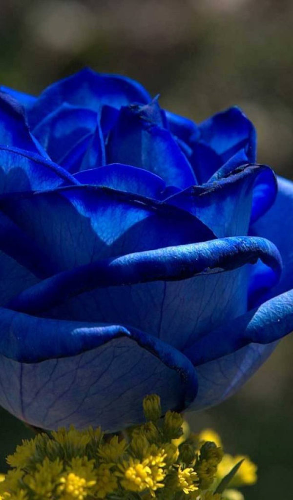 Синяя роза на рассвете