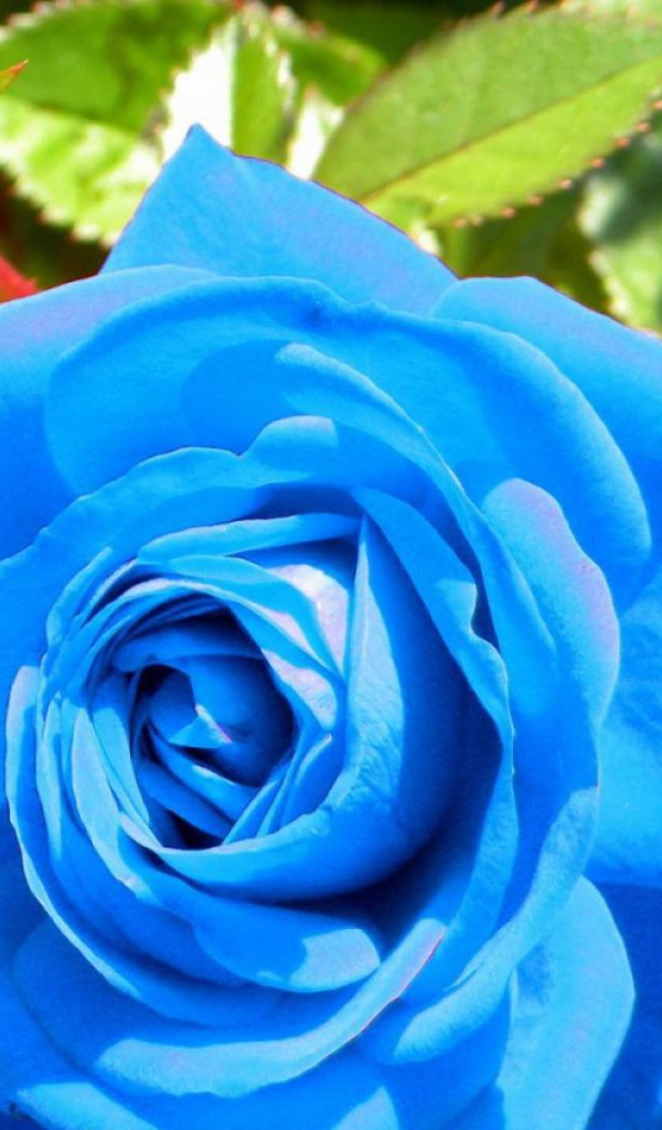 Синяя роза расцвела в саду