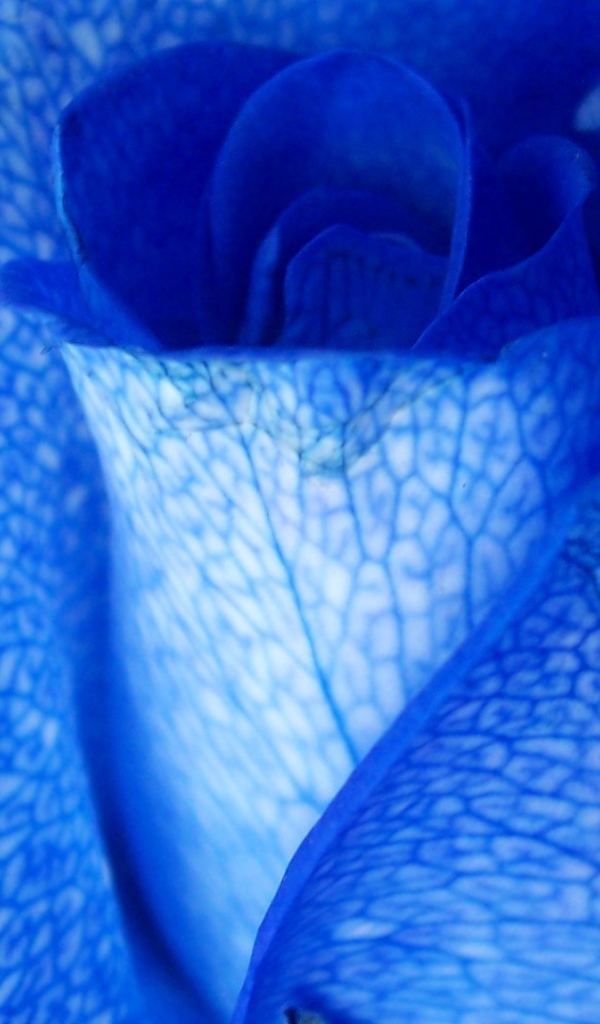 Синяя роза крупным планом
