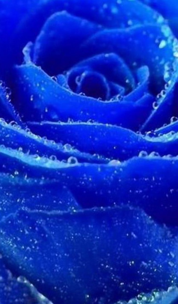 Синяя роза покрылась росой