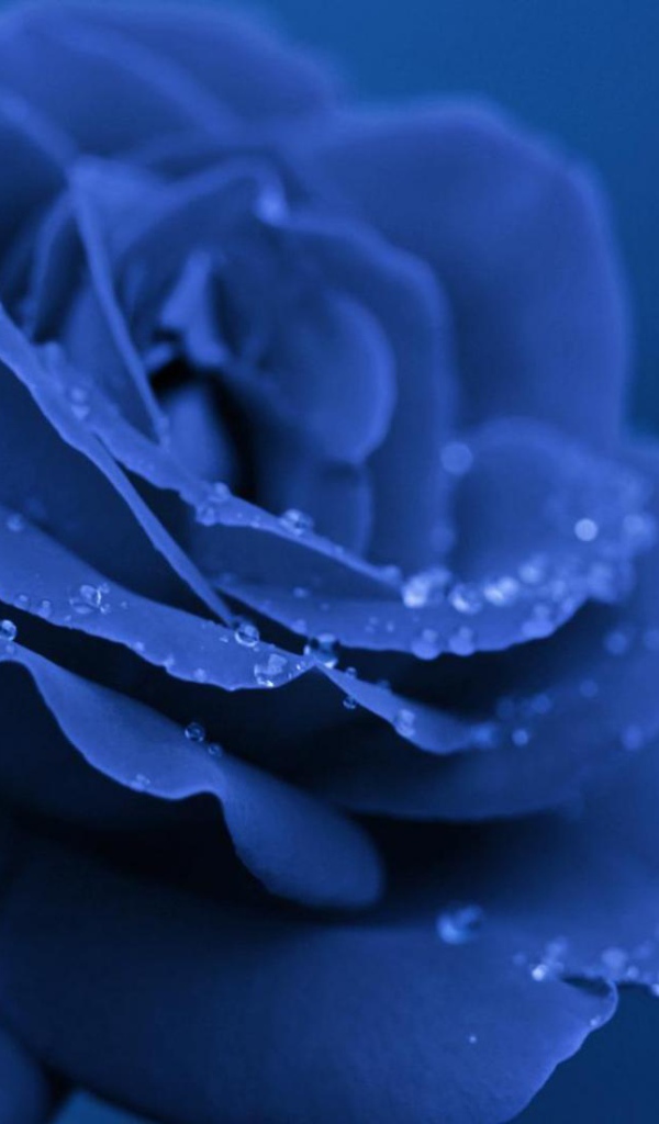 Синяя роза вечером