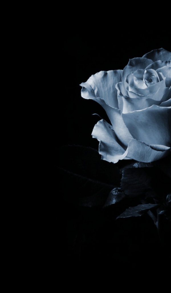 Синяя роза в тени