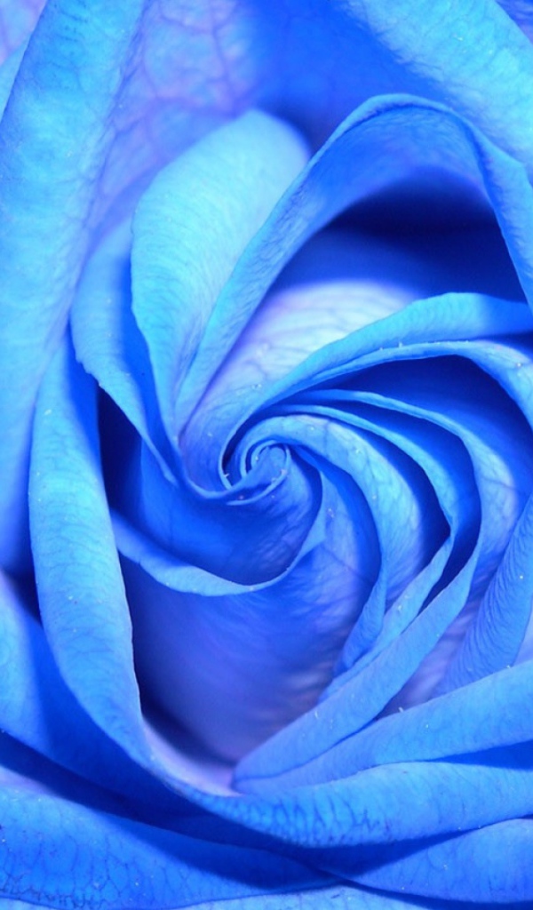 Синяя роза на тёмном фоне