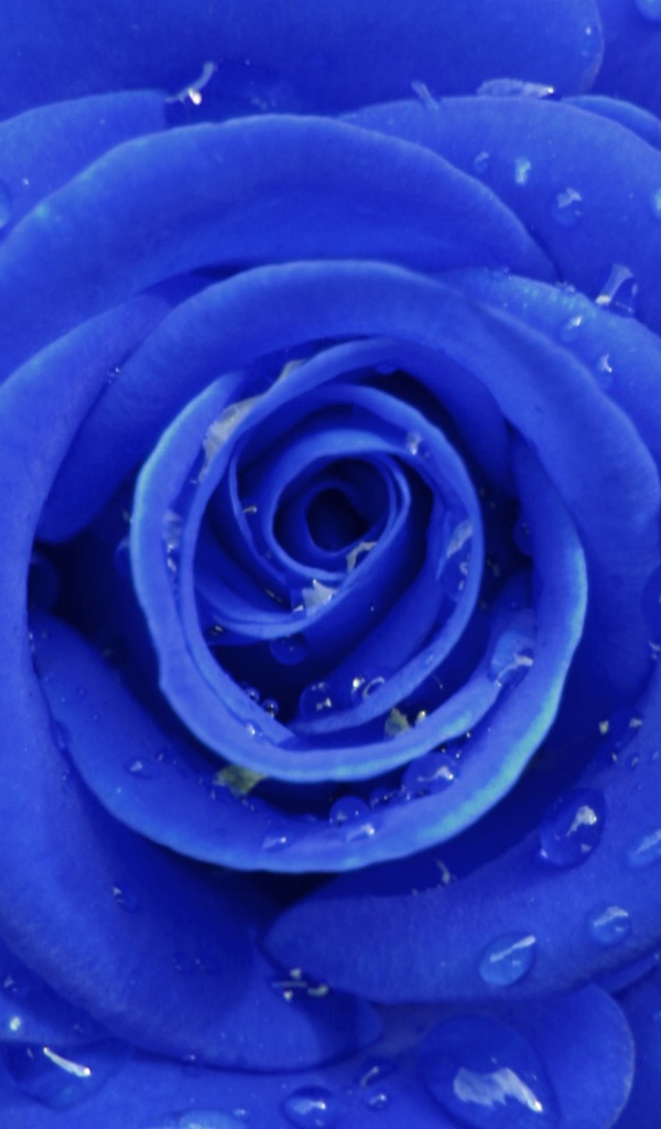 Синяя роза на сером фоне