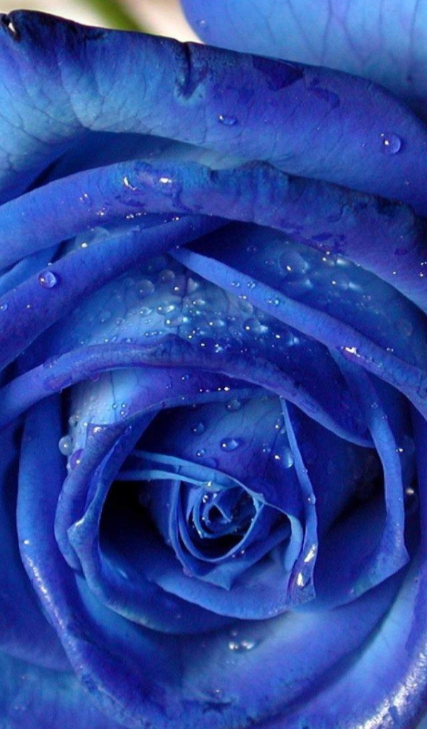 Синяя роза на белой скатерти