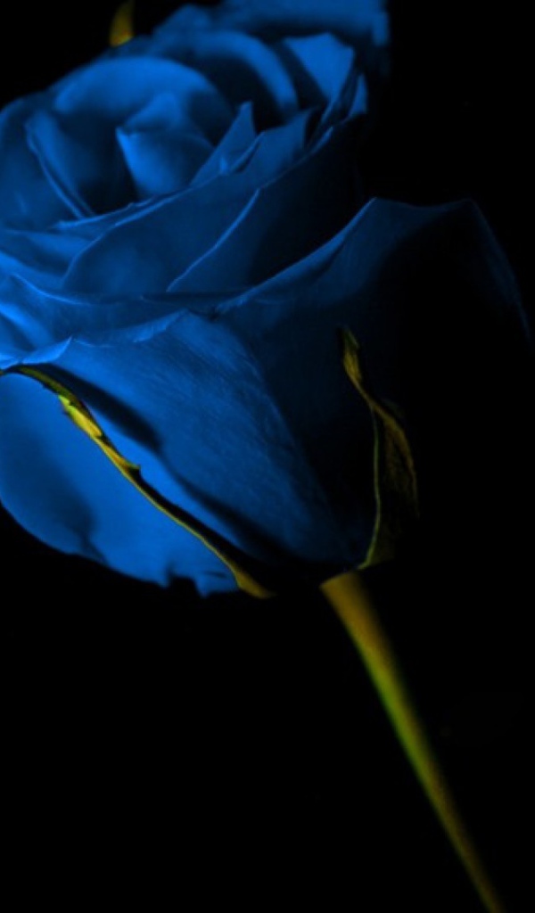 Синяя роза на чёрном фоне