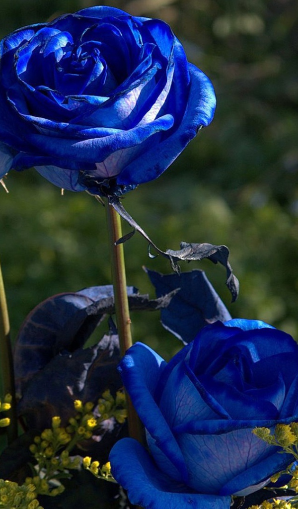 Синие розы цветут в саду