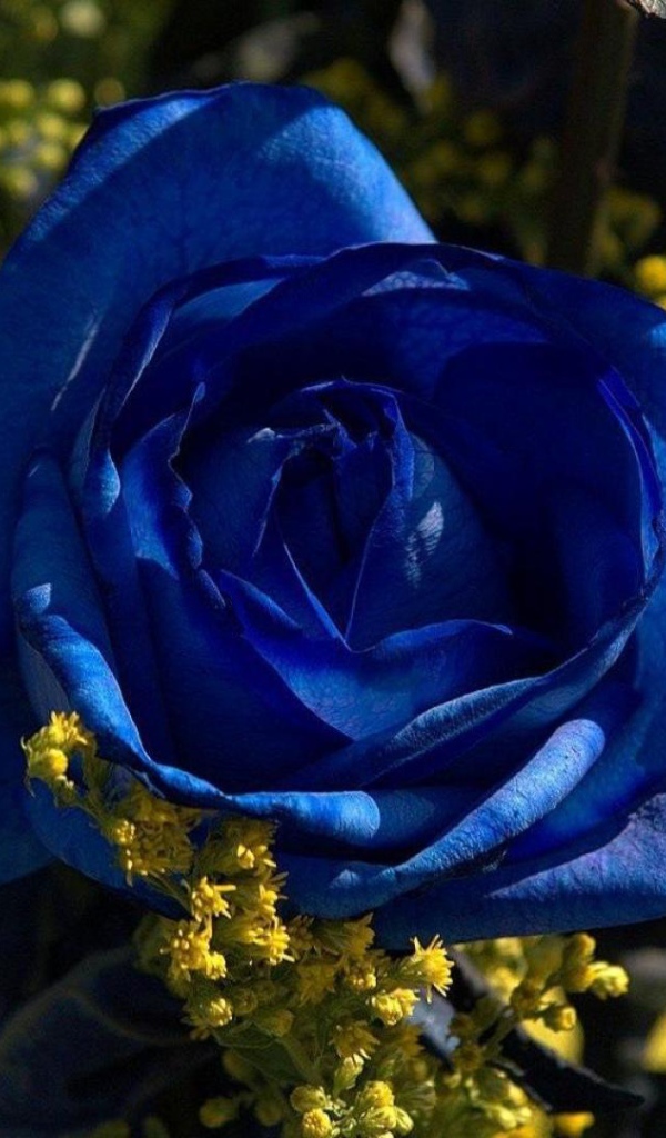Синие розы в саду