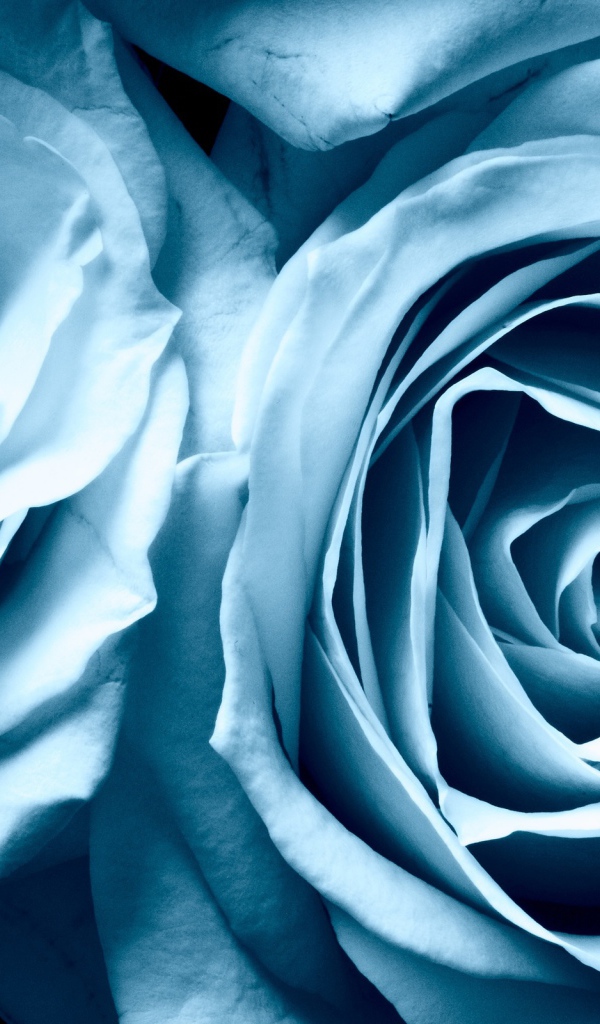 Голубые розы