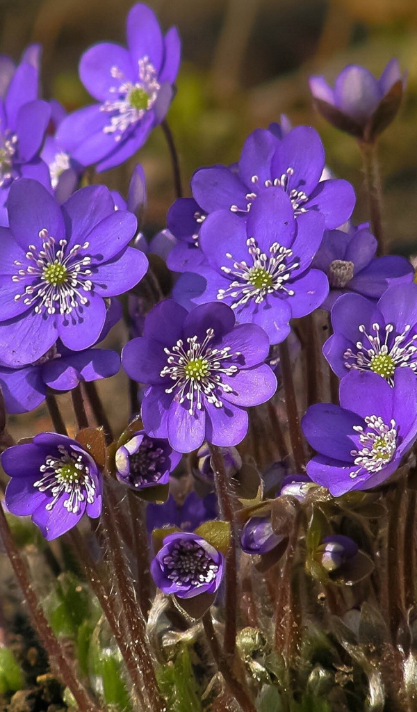 Синие весенние цветы