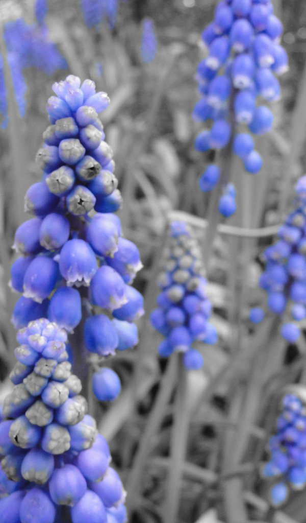 Синие колокольчики кисточкой