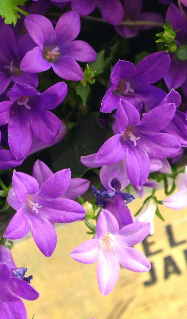 Колокольчики в ящике