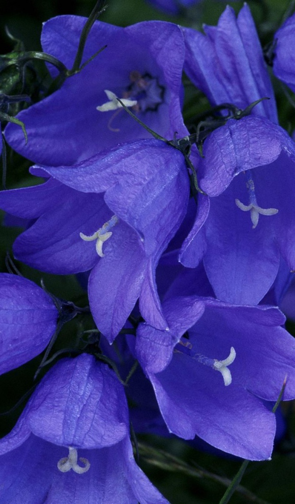 Колокольчики в лесу