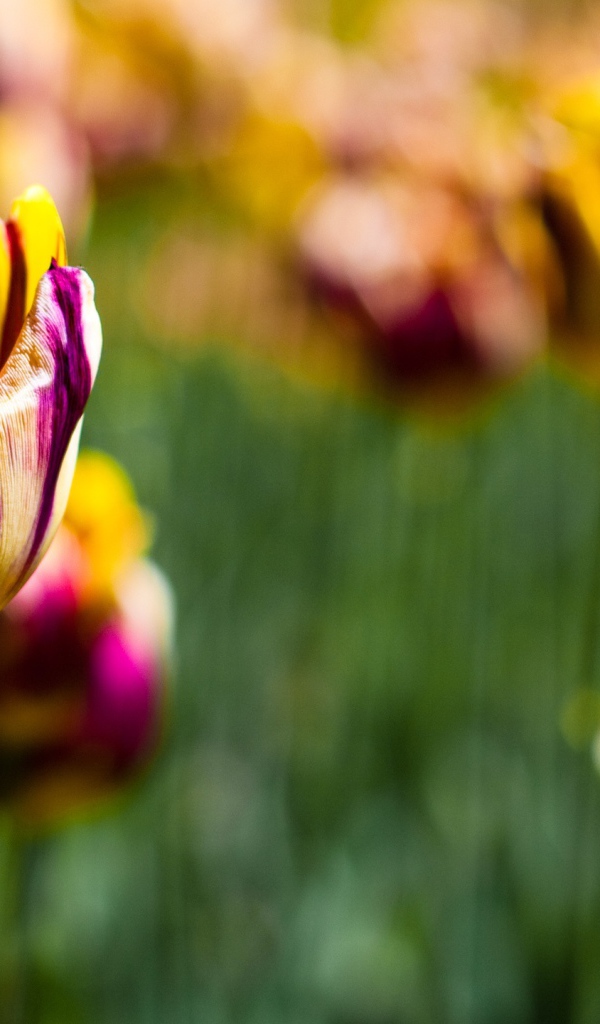 Тюльпаны в ботаническом саду