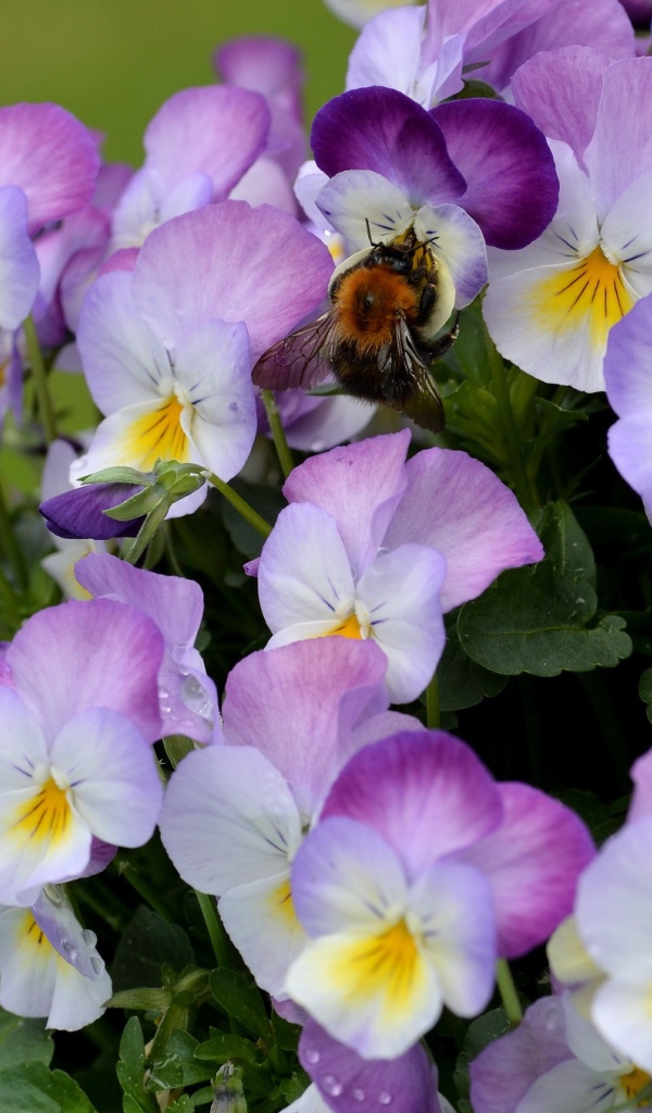 Букет виолы (фиалки, анютины глазки) 