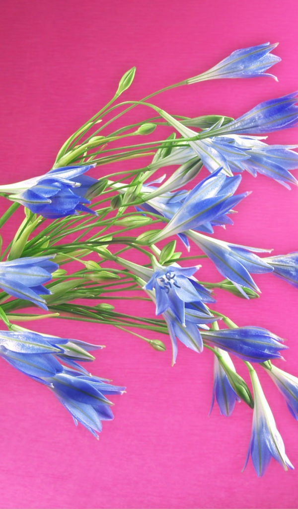 Букет синих полевых цветов