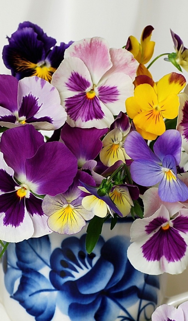 Букет цветов виола (фиалка,анютины глазки) 