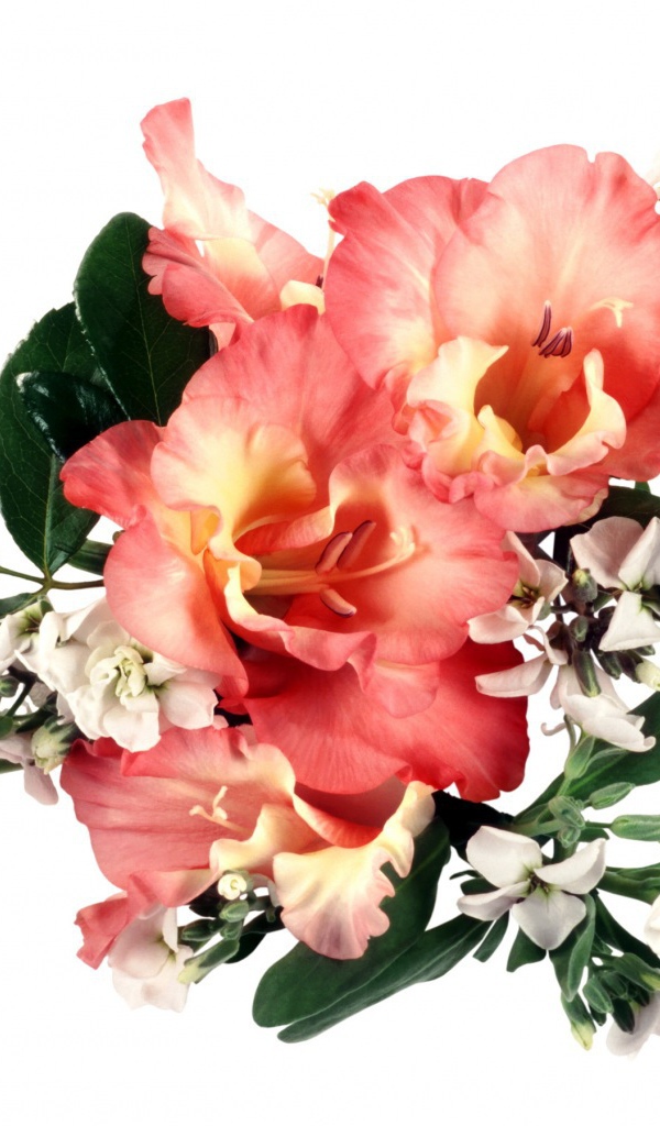 Букет оранжевых гладиолусов