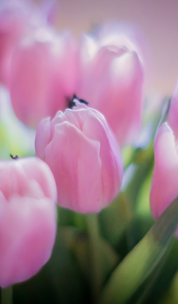 Букет розовых тюльпанов