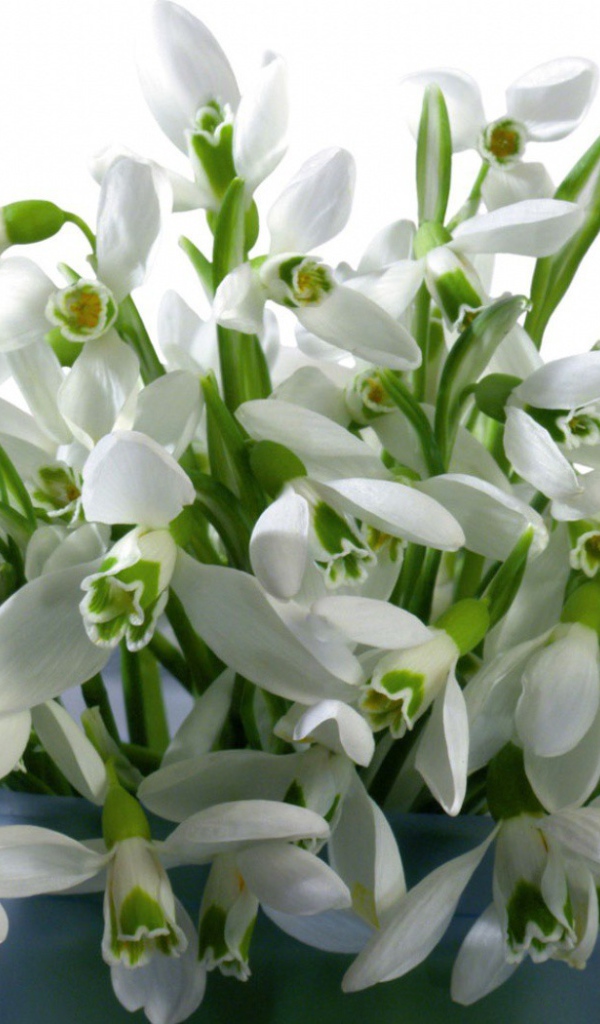 Букет белых цветов в ведре