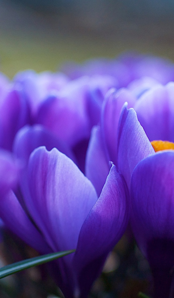  Поле Синих цветов