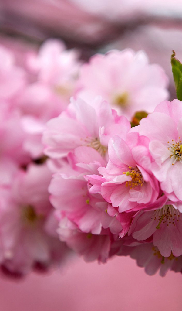 Ветка Японской вишни