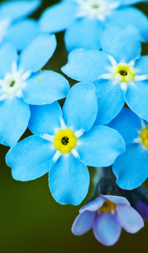 Яркие красивые цветы незабудки