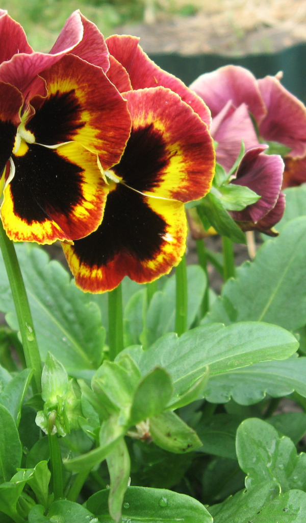 Яркие красивые цветы анютины глазки