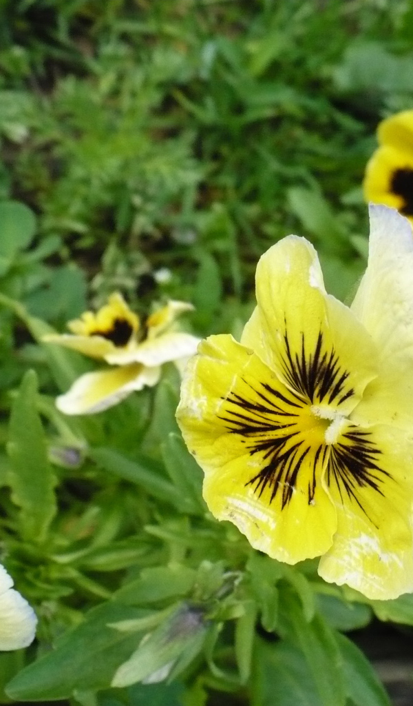 Яркие красивые желтые цветы анютины глазки