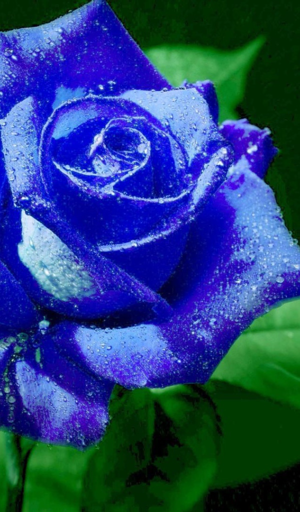 Яркая синяя роза