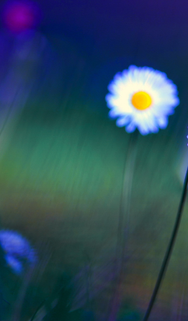 Яркие цветы маргаритки на поляне