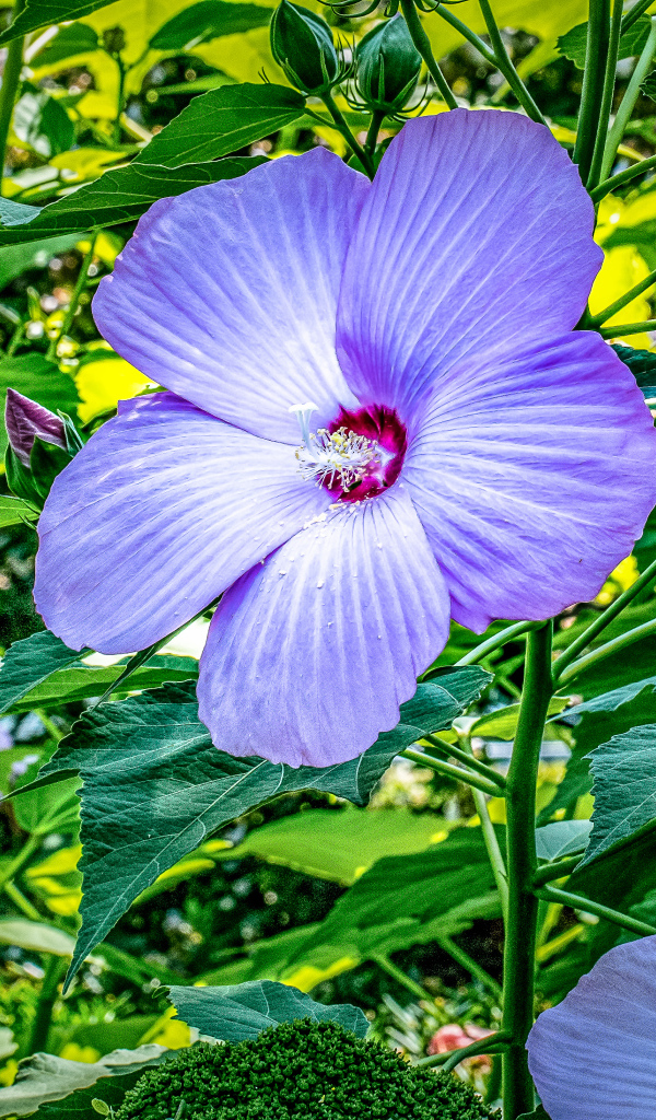 Светлый фиолетовый цветок