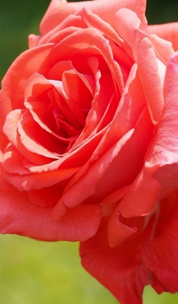 Яркая красная роза в саду