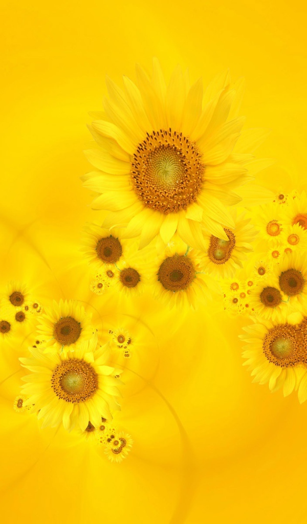 Сияющие желтые тюльпаны