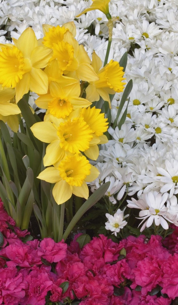 Брайтоне нарцисса и цветы ромашки