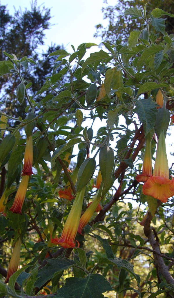 Бругмансия на дачном участке