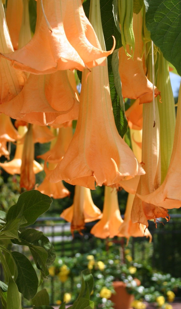 Красивый цветок бругмансия в саду