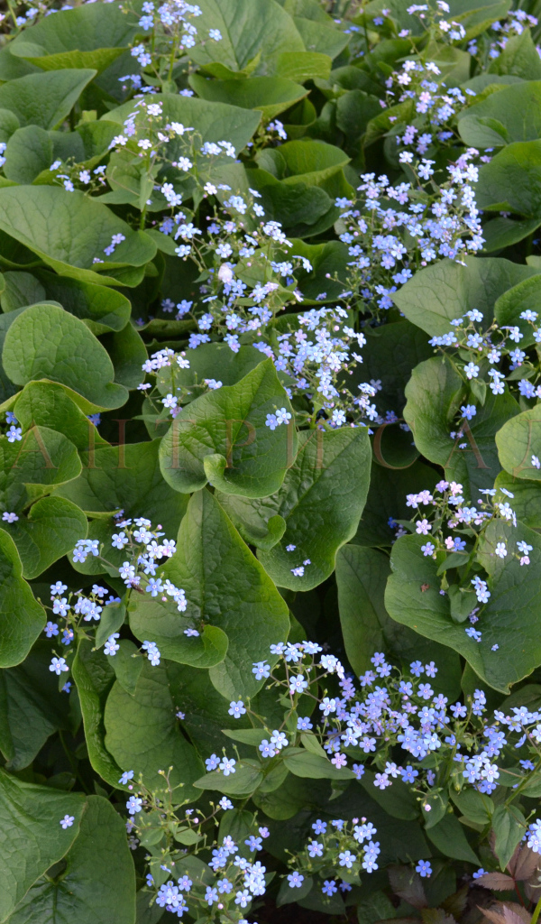 Бруннера сибирская многолетнее растение